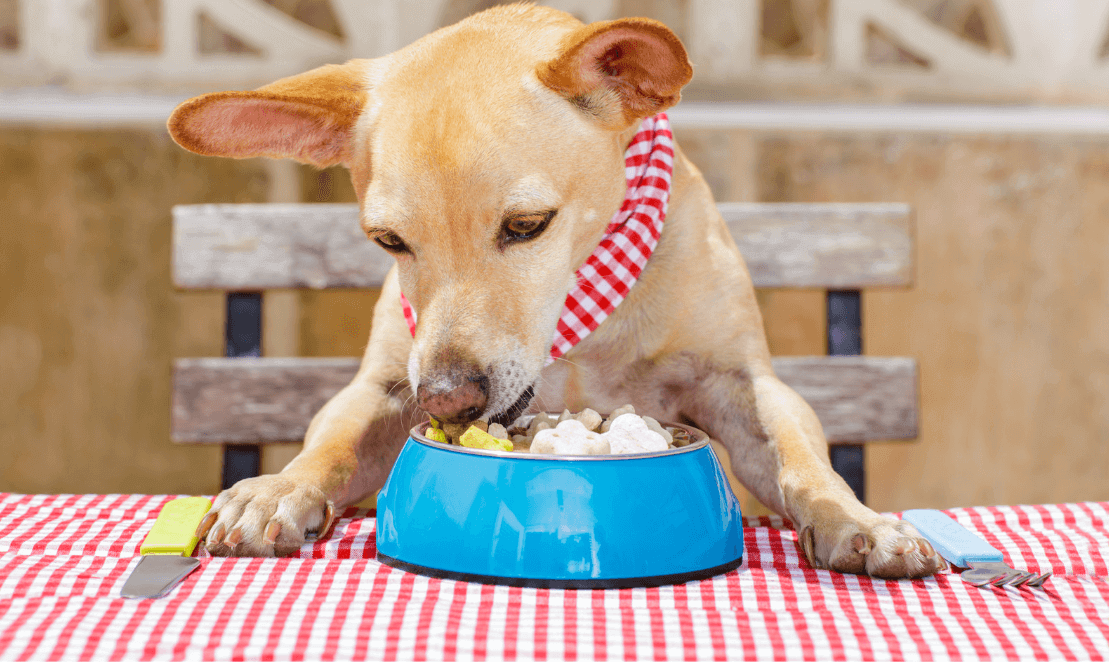 Can Dogs Eat Baby Food | Guide for Pet Owners